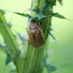 Hanneton de la Saint Jean_1919