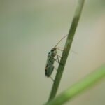 Stenotus binotatus_1923