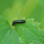 Galéruque de l&rsquo;aulne_1924