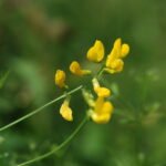 Gesse des prés_1901