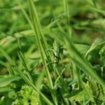 Conocéphale des roseaux_1907