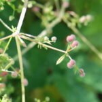 Gaillet gratteron_1912