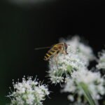 Syrphe des groseillers_1946