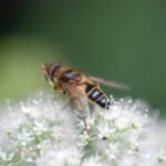 Eristale opiniâtre_1947