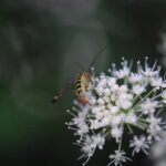 Nephrotoma flavipalpis_1949