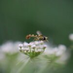 Syrphe porte-plume_1955