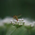 Syrphe porte-plume_1956