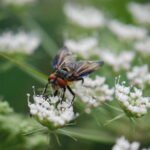 Phasia hemiptera_1952
