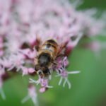 Eristale gluante_1948