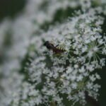 Crabronidae indet._1957