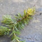 Cornifle immergé_1960