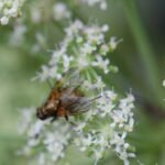 Mydaea scutellaris_2087