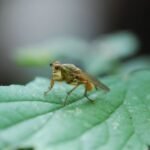 Mouche stercoraire_2089