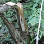 Castor d&rsquo;Europe_2153