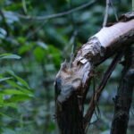 Castor d&rsquo;Europe_2154