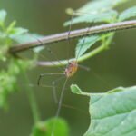 Leiobunum rotundum_2083