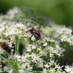 Graphomyie tachetée_2090