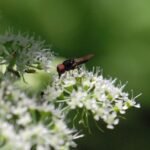 Chrysogastre estivale_2091