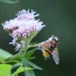 Volucelle zonée_2163