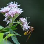 Volucelle zonée_2164