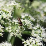 Chrysogastre estivale_2092