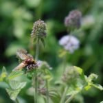 Volucelle zonée_2093