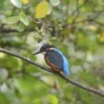 Martin-pêcheur d&rsquo;Europe_2168