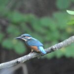 Martin-pêcheur d&rsquo;Europe_2169