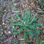 Cirse des marais_2111