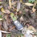 Sanglier d&rsquo;Europe_2113