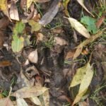 Sanglier d&rsquo;Europe_2114