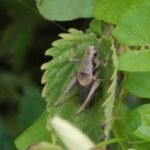 Decticelle cendrée_2166