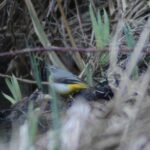 Bergeronnette des ruisseaux_1265