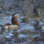 Canard mandarin_1276