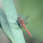 Sympétrum sanguin_2180