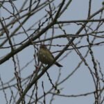 Pouillot véloce_1660