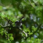 Mésange à longue queue_1668