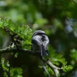 Mésange à longue queue_1669