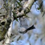 Orite à longue queue_2186