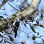 Orite à longue queue_2187