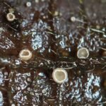 Fuscolachnum misellum_491