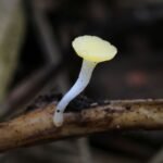 Hymenoscyphus menthae_509