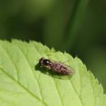 Platycheirus albimanus_2125