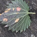 Puccinia urticata_1287