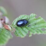 Chrysomèle versicolore du saule_1291