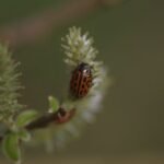 Chrysomèle maculée_1296