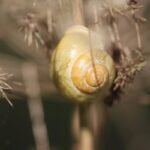 Escargot des jardins_1297