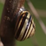 Escargot des bois_1299