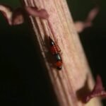 Staphylin du littoral_1304