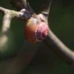 Escargot des jardins_1298